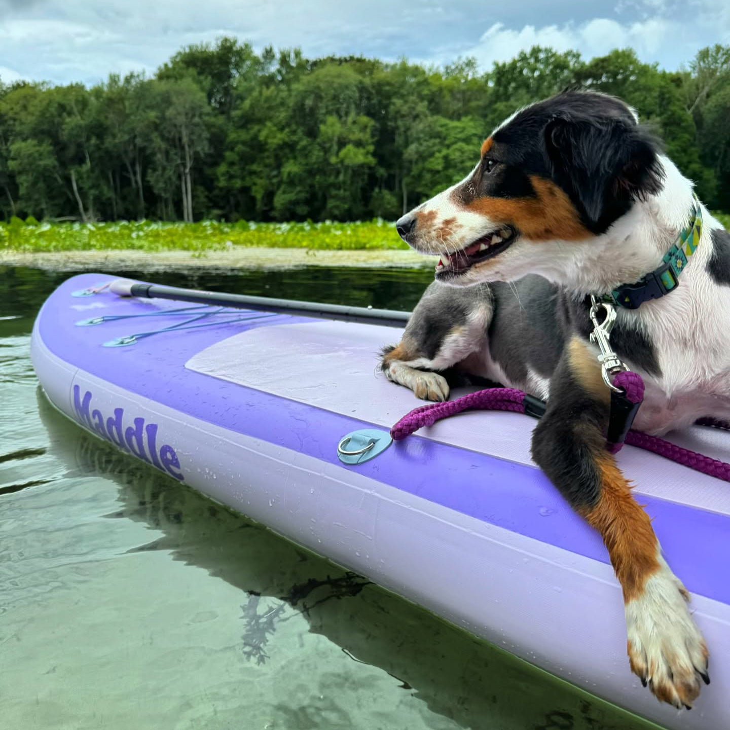 The Elegant - Maddle SS24 | Inflatable Paddle board iSUP - 10'6”